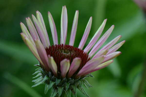 Rudbeckia