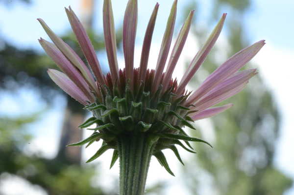 Rudbeckia