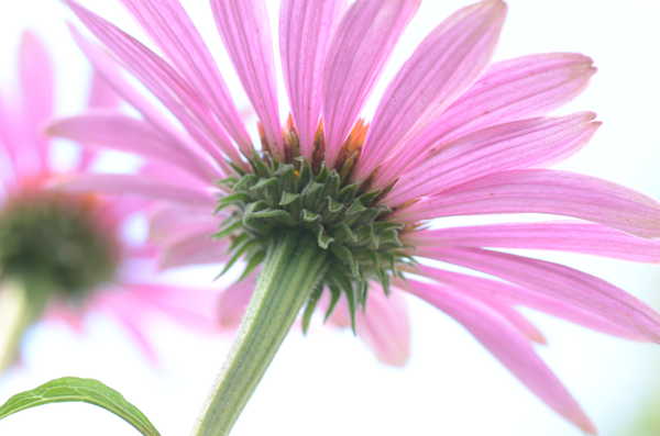 Rudbeckia